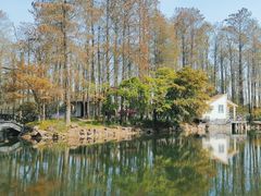 -上海共青森林公园