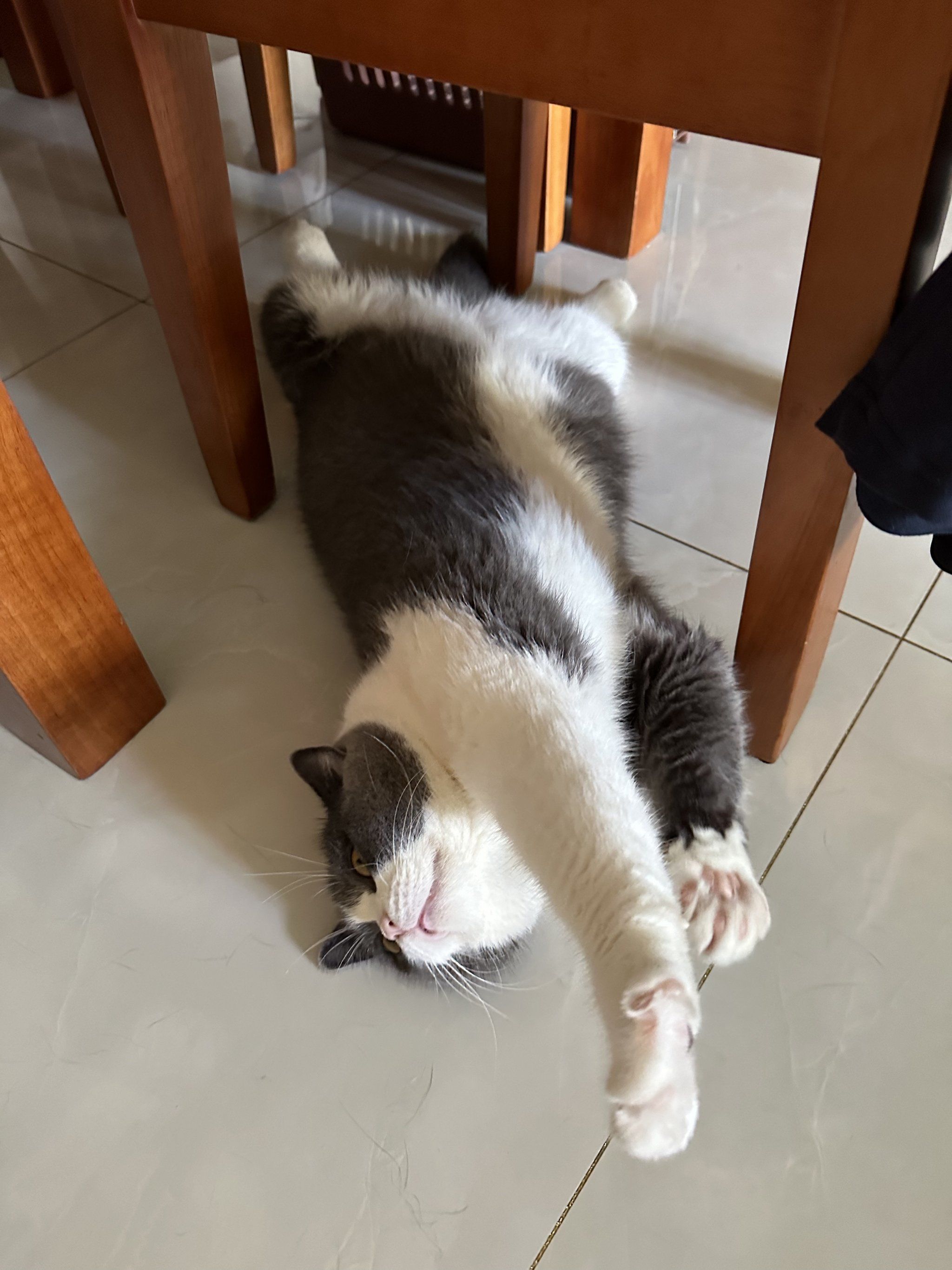 伸懒腰的修猫太可爱啦