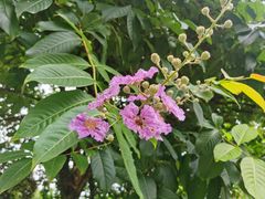 -广州市流溪河国家森林公园