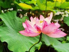 -陈家山荷花公园