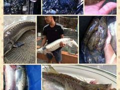 -八仔大富楼·河鲜(西江店)