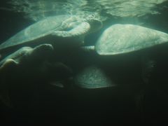 -广东惠东海龟国家级自然保护区
