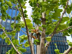 -星巴克(北京小米科技园1店)