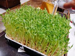 活体有机豆苗-捞神汤物料理(正大广场店)