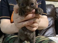 -山宅一喵德文卷毛猫舍