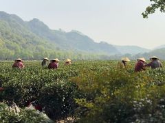 -中国茶叶博物馆(双峰馆区)