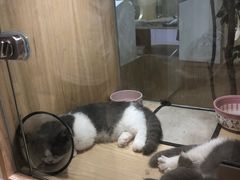 -屋虎猫馆(宝安大仟里店)