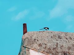 -烟墩角天鹅湖