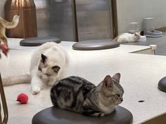 -飞行喵MR PILOT|猫舍·猫咖(静安大融城店)