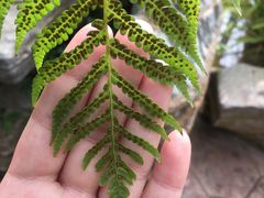 -国家植物园南园