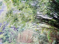 -九曲溪竹筏码头