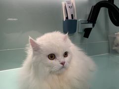-猫宠乐园·专业洗护