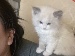 -欣宠猫屋·矮脚拿破仑·蓝金金渐层