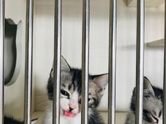 -东方名猫馆·英短金渐层布偶猫舍(环线广场1号楼店)