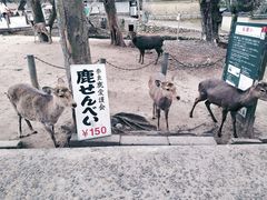 -奈良公园