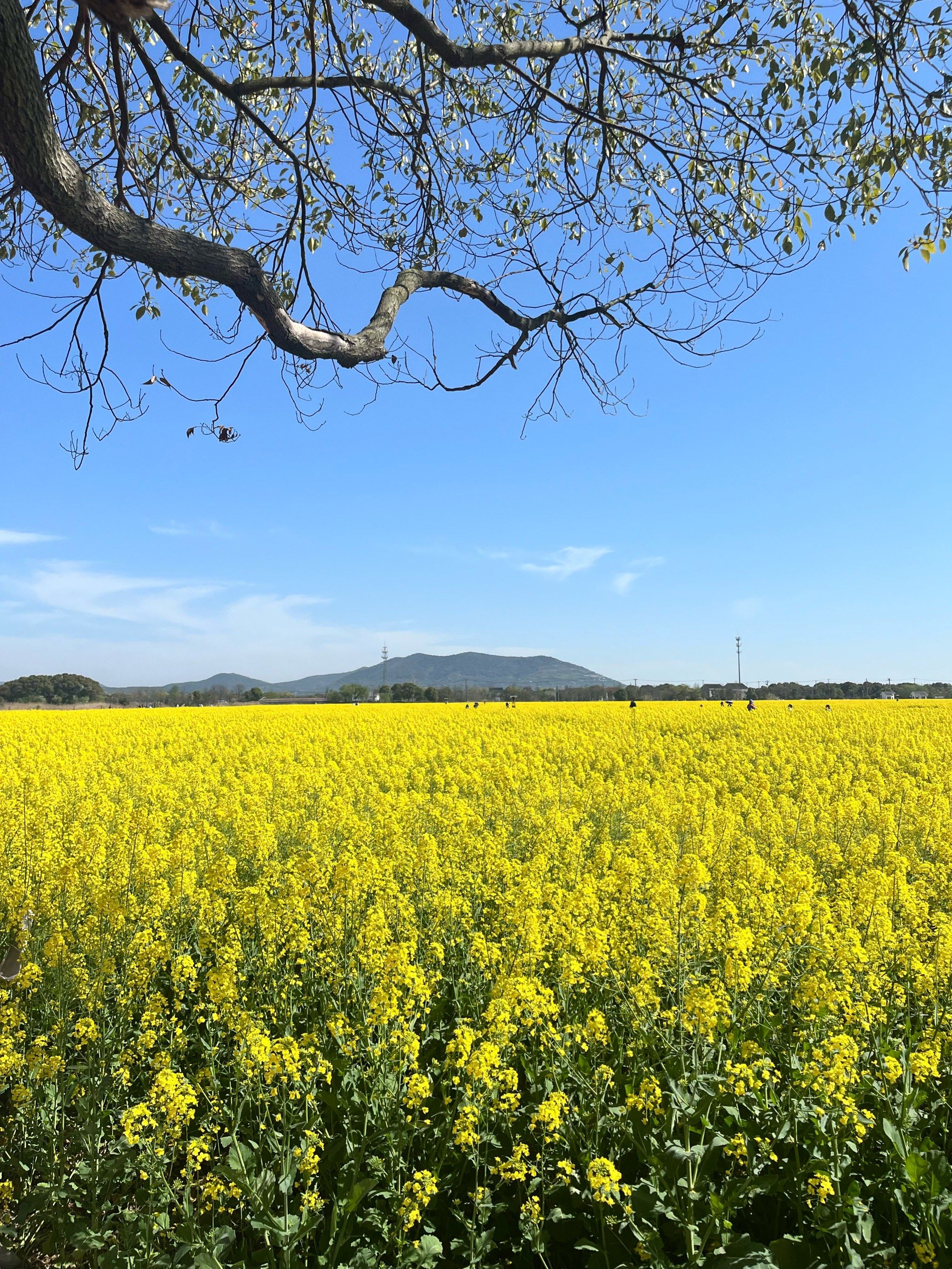 苏州油菜花海太美了,西京湾花海