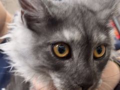 -佳雯宠物医院·皮肤科·内外科(春晓路分院)