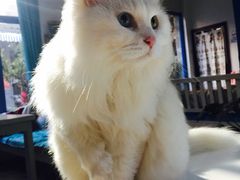 iphone_upload_pic-Anne猫窝咖啡屋