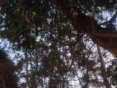 -深圳仙湖植物园
