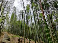 -宁波浙东大竹海景区