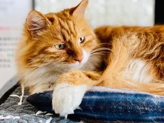 -平行世界·猫咖(首经贸店)