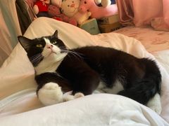 -纳吉亚猫专科动物诊疗中心(蒋宅口分院)