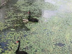 -白洋淀景区