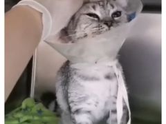 -凯特喵百思猫专科医院