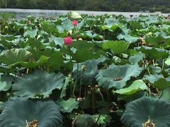 -西湖外事游船(花港观鱼码头)