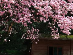 -花溪公园
