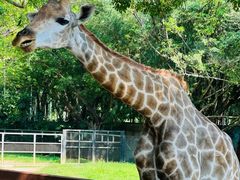 -深圳野生动物园
