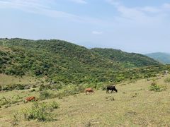 -大姆山草场