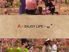 -天适樱花悠乐园