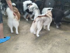 -TrueLove @ Neverland (Husky Cafe)