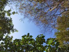 -铁山坪森林公园