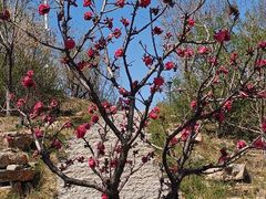 -石家庄市植物园