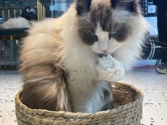 -喵喵咪呀布偶猫咖(春熙路店)