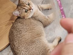 -楼上猫咖(罗湖店)