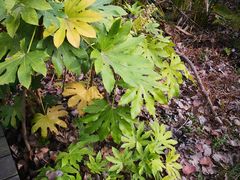 -合肥滨湖国家森林公园