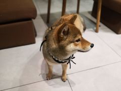 -柴务处·柴犬主题狗咖