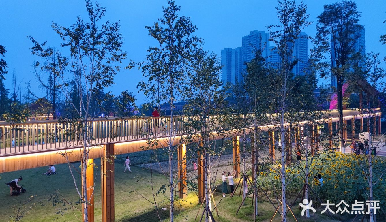 成都市区小众景点，向日葵花海。