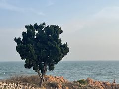 -小麦岛公园