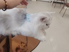 -共舞时光猫咖·狗咖(新街口店)