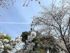 -顾村公园