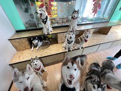 -Husky Go! 哈士奇体验馆·宠物咖啡厅狗咖