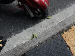 -小潘记鸭血粉丝汤