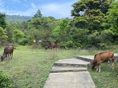 -天龙顶山地公园