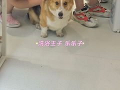 -鼎级派宠物(中南店)