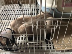 -圣宠动物医院·犬猫专科·影像中心·外科中心