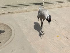 -哈尔滨北方森林动物园